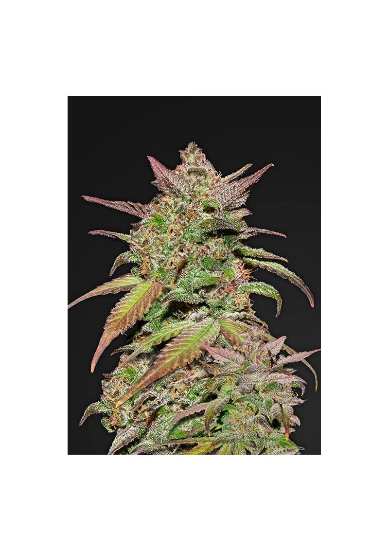 Smoothie Auto, Фасовка: 1, изображение 2